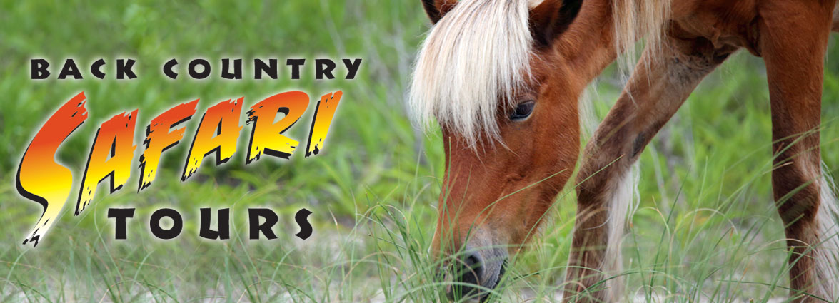 Back Country Wild Horse Safari