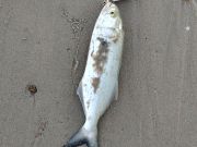 OBX Bait & Tackle Corolla Outer Banks, Corolla Fish Report