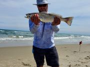 OBX Bait & Tackle Corolla Outer Banks, Corolla Fish Report