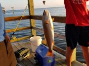 OBX Bait & Tackle Corolla Outer Banks, Corolla Fish report