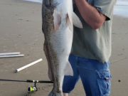 OBX Bait & Tackle Corolla Outer Banks, Corolla Fish Report