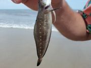 OBX Bait & Tackle Corolla Outer Banks, Corolla Fish Report