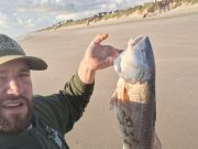 OBX Bait & Tackle Corolla Outer Banks, Corolla Fish Report
