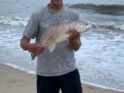 OBX Bait & Tackle Corolla Outer Banks, Corolla Fish report