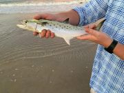 OBX Bait & Tackle Corolla Outer Banks, Corolla Fish Report