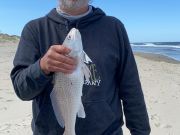 OBX Bait & Tackle Corolla Outer Banks, Corolla Fish Report