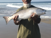 OBX Bait & Tackle Corolla Outer Banks, Corolla Fish Report