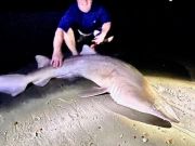 OBX Bait & Tackle Corolla Outer Banks, Corolla Fish Report