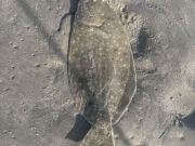 OBX Bait & Tackle Corolla Outer Banks, Corolla Fish Report