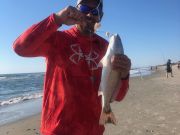 OBX Bait & Tackle Corolla Outer Banks, Corolla Fish Report