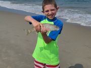 OBX Bait & Tackle Corolla Outer Banks, Corolla Fish Report