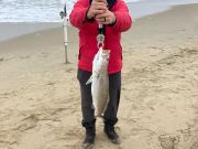 OBX Bait & Tackle Corolla Outer Banks, Corolla Fish Report