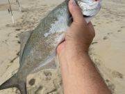 OBX Bait & Tackle Corolla Outer Banks, Corolla Fish Report