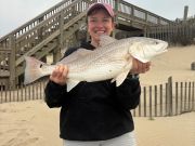 OBX Bait & Tackle Corolla Outer Banks, Corolla Fish Report