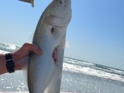 OBX Bait & Tackle Corolla Outer Banks, Corolla Fish Report