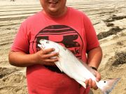 OBX Bait & Tackle Corolla Outer Banks, Corolla Fishing Report