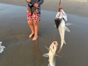 OBX Bait & Tackle Corolla Outer Banks, Corolla Fish Report