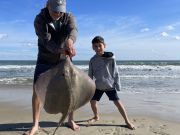 OBX Bait & Tackle Corolla Outer Banks, Corolla Fish Report