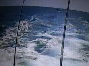 OBX Bait & Tackle Corolla Outer Banks, Corolla Fish Report