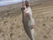 OBX Bait & Tackle Corolla Outer Banks, Corolla Fishing Report