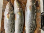 OBX Bait & Tackle Corolla Outer Banks, Corolla Fish Report