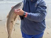 OBX Bait & Tackle Corolla Outer Banks, Corolla Fish Report