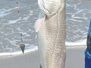 OBX Bait & Tackle Corolla Outer Banks, Corolla Fish Report