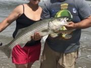 OBX Bait & Tackle Corolla Outer Banks, Corolla Fish Report