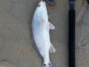 OBX Bait & Tackle Corolla Outer Banks, Corolla Fish Report