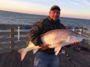 OBX Bait & Tackle Corolla Outer Banks, Corolla Fish Report