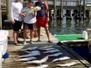 OBX Bait & Tackle Corolla Outer Banks, Corolla Fishing Report