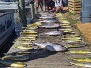 OBX Bait & Tackle Corolla Outer Banks, Corolla Fish Report