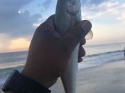 OBX Bait & Tackle Corolla Outer Banks, Corolla Fish Report