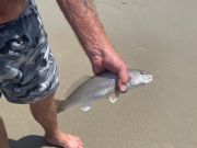 OBX Bait & Tackle Corolla Outer Banks, Corolla Fish Report