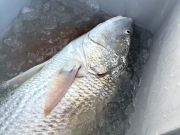 OBX Bait & Tackle Corolla Outer Banks, Corolla Fish Report