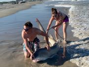 OBX Bait & Tackle Corolla Outer Banks, Corolla Fish Report