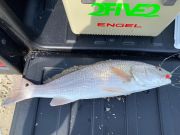 OBX Bait & Tackle Corolla Outer Banks, Corolla Fish Report