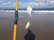 OBX Bait & Tackle Corolla Outer Banks, Corolla Fish Report