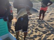 OBX Bait & Tackle Corolla Outer Banks, Corolla Fish Report