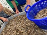 OBX Bait & Tackle Corolla Outer Banks, Corolla Fish Report