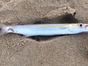 OBX Bait & Tackle Corolla Outer Banks, Corolla Fish Report