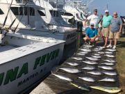 OBX Bait & Tackle Corolla Outer Banks, Corolla Fish Report