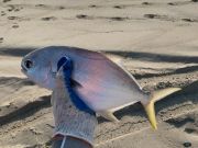 OBX Bait & Tackle Corolla Outer Banks, Corolla Fish Report