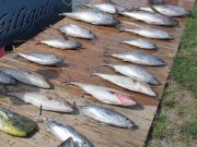 OBX Bait & Tackle Corolla Outer Banks, Corolla Fish Report