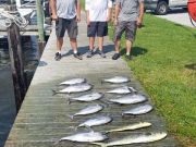 OBX Bait & Tackle Corolla Outer Banks, Corolla Fish Report