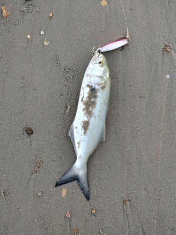 OBX Bait & Tackle Corolla Outer Banks, Corolla Fish Report