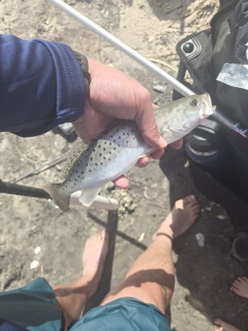 OBX Bait & Tackle Corolla Outer Banks, Corolla Fish Report
