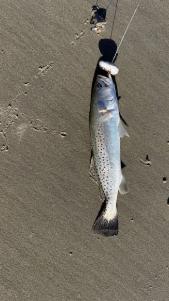 OBX Bait & Tackle Corolla Outer Banks, Corolla Fish Report
