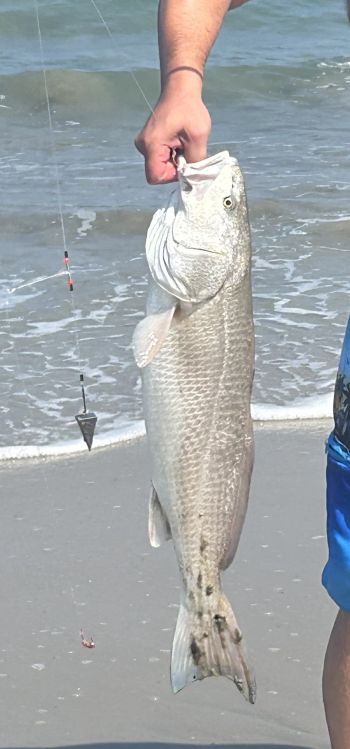 OBX Bait & Tackle Corolla Outer Banks, Corolla Fish Report