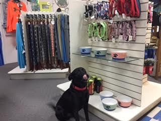 OBX Bait & Tackle Corolla Outer Banks, Dog Collars and Leashes